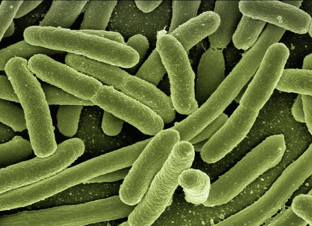 Stäbchenförmige Bakterien